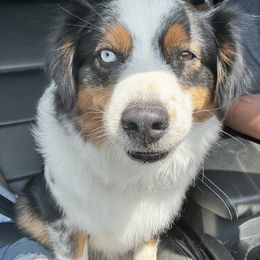 Karma - Miniature Australian Shepherd