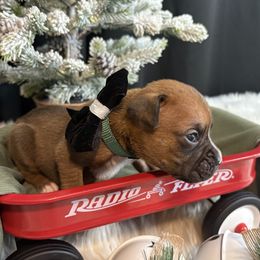 Kylo - Fawn male Boxer puppy in Ocala, Florida from Bowers Boxers