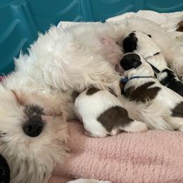 Shih Tzu Puppies from Ren