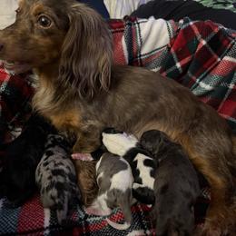 Girl 1 - Dapple female Dachshund puppy in Westport, Kentucky from Lonestar Creek Farm