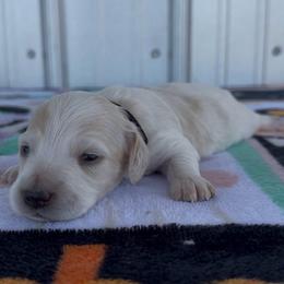 Black - Cream male Dachshund puppy in Poteau, Oklahoma from Sisters Dazzling Dachshunds