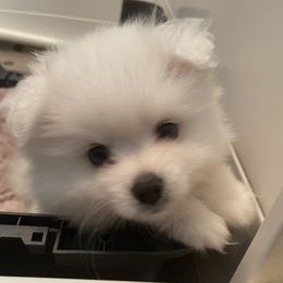 American Eskimo Dog Puppies from Soleil American Eskimos