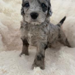 Minnie - female Australian Mountain Doodle puppy in Fullerton, California from Emerald Creek Doodles