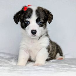 Patsy aka Tuohy - Brindle and white female American Corgi puppy in Clarksville, Tennessee from Cold Creek Family Farm LLC
