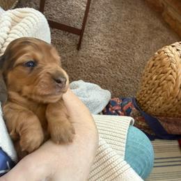 Carmella - Dapple female Dachshund puppy in Batavia, Illinois from Sandra's Dachshunds