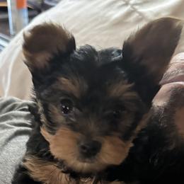 Yorkshire Terrier Puppies from The Yorkie House