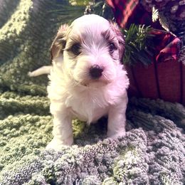 Jingle - Red sable male Havanese puppy in Chaska, Minnesota from Happy Paws Havanese