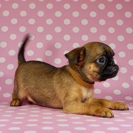 AKC Brown Collar - Red male Brussels Griffon puppy in Florida from Robin’s Griffons