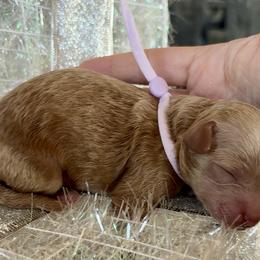 Skye - Cream female Goldendoodle puppy in Idabel, Oklahoma from Kay Kay’s Poodles & Doodles