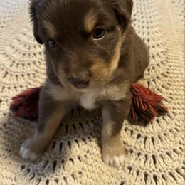 Red-tri female 3 - Red tri-color female Australian Shepherd puppy in Shoshone, Idaho from Copper Rose Kennel