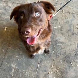 Duke - Red tri-color male Australian Shepherd puppy in Whitwell, Tennessee from Owl Hollow Farm
