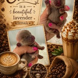 Chai - Lilac female Shih Tzu puppy in Connersville, Indiana from Sugar and Spice Shihtzus
