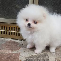 Pomeranians from Rockin Parti Poms