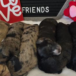 Schnoodles from Stormi Sky Schnoodles