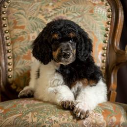 Poodle Puppies from Setting the Standard Poodles
