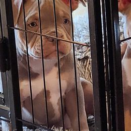 Boy 1 - Lilac American Bully puppy in Gold Bar, Washington from Sky River Bullies