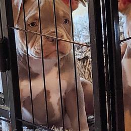 Boy 1 - Lilac American Bully puppy in Gold Bar, Washington from Sky River Bullies