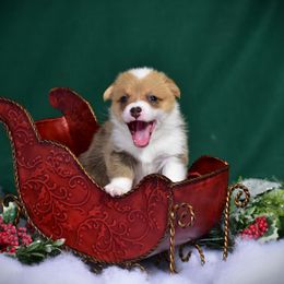 Girl 3 - Red Pembroke Welsh Corgi puppy in Gig Harbor, Washington from Pacific Northwest Pembroke Welsh Corgis