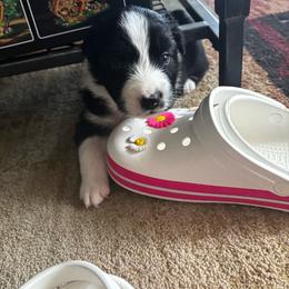 Ash - Black tri-color female Australian Shepherd puppy in La Porte City, Iowa from KDL Homestead