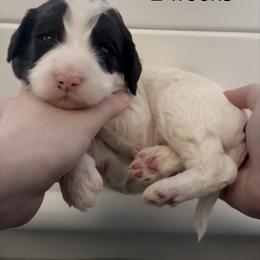 Thursday - Parti male Goldendoodle puppy in Suring, Wisconsin from Black Oak Doodles