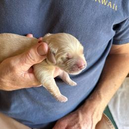 Red - Golden male Golden Retriever puppy in Kenosha, Wisconsin from Gail’s Goldens