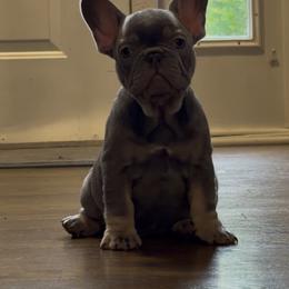 Orange - Blue female French Bulldog puppy in Bolingbrook, Illinois from Flores Frenchies