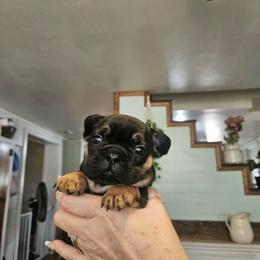 Pricilla - Blue female French Bulldog puppy in Neosho, Missouri from K2S Frenchies