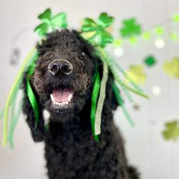 Beauty - Labradoodle