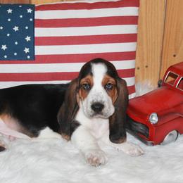 Alax - Black white and brown male Basset Hound puppy in Dover, Arkansas from S&S American Bassets