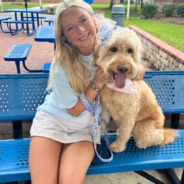 Rosie - Goldendoodle