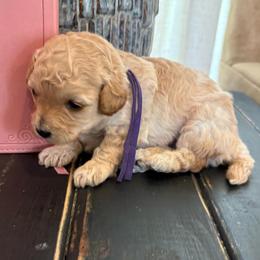 Purple girl - Apricot female Poodle puppy in Tupelo, Mississippi from Ruby D. Farms