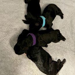 Kerry Blue Terrier Puppies from Costerra Kerry Blue Terriers