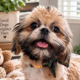 Montana - Red and tan male Shih Tzu puppy in Orlando, Florida from Shih Tzu Puppy in Orlando