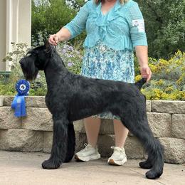 ATLAS - Giant Schnauzer