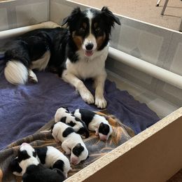 Border Collies from Hidey Hole Kennel