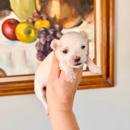 Donner - White male Maltipoo puppy in West Jordan, Utah from Gem Puppies of Utah