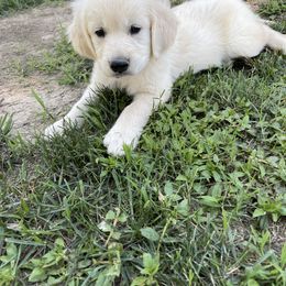 Golden Retriever Puppies from The Gilbert Farms