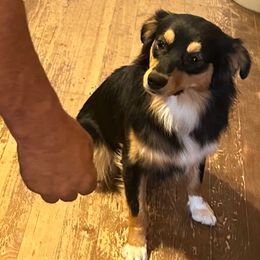 Quinn - Miniature Australian Shepherd