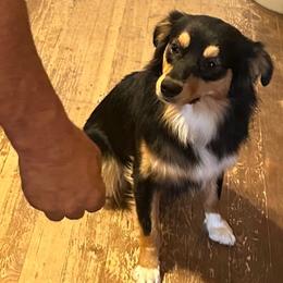 Quinn - Miniature Australian Shepherd