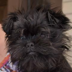 Affenpinschers from Coachlight