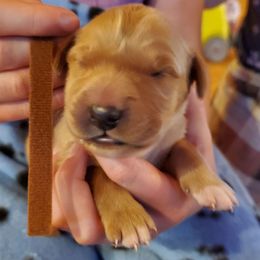 Brown - Dark golden male Golden Retriever puppy in Lanesboro, Minnesota from Eagle Ridge Golden Retrievers