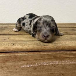 Aphrodite - Dapple female Dachshund puppy in Squires, Missouri from Hudson’s Hounds