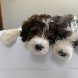 Bernedoodle, Cockapoo, and Goldendoodle Puppies from Avery Doodle Day LLC