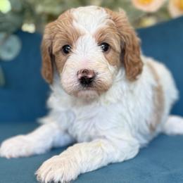 Hopper - Parti male Goldendoodle puppy in Yuciapa, California from AlltheDoodlez_