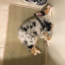 Australian Shepherd and Miniature Australian Shepherd Puppies from L Bar W Aussie Ranch