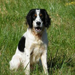 English Springer Spaniel All Grown Up from Sho-Me Springers