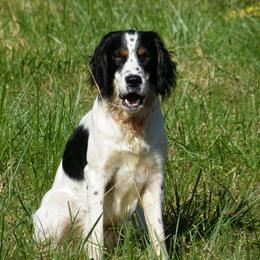 English Springer Spaniel All Grown Up from Sho-Me Springers