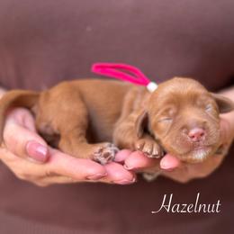 Hazelnut - Caramel red female Australian Labradoodle puppy in Morgan Hill, California from Loving Labradoodles