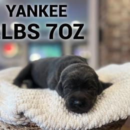 Yankee - Charcoal male Dilute Retriever puppy in Puyallup, Washington from 12 Door Farm Labradors