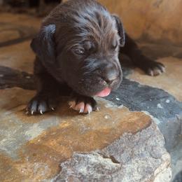 Light Blue Collar Female - Black brindle female Cane Corso puppy in Jasper, Alabama from C&M Cane Corso